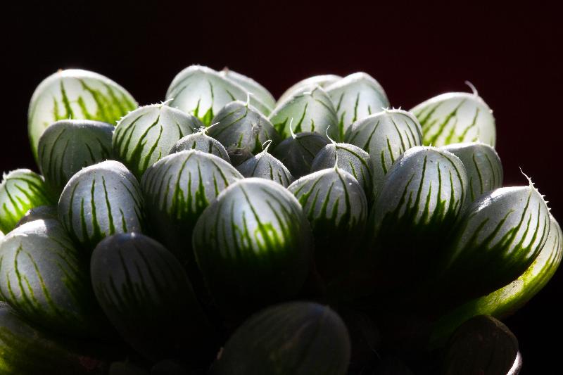 Haworthia_obtusa.jpg